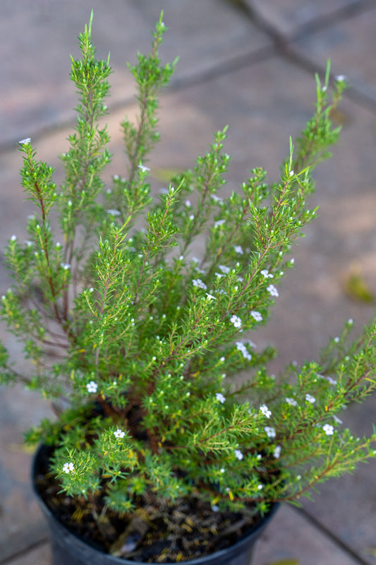 Coleonema album (Pink Confetti Bush) - 15cm