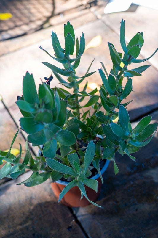 Leucospermum 'Tangerine Twist' - 15cm