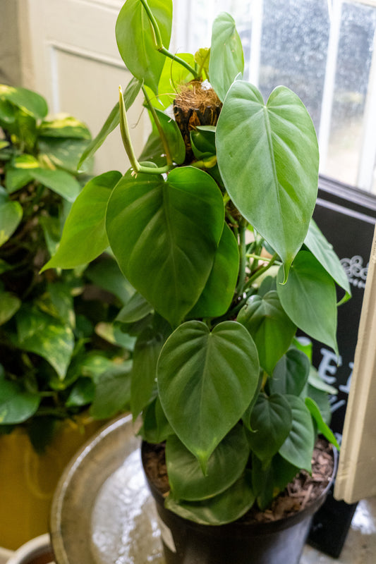 Philodendron scandens mica moss pole 19cm