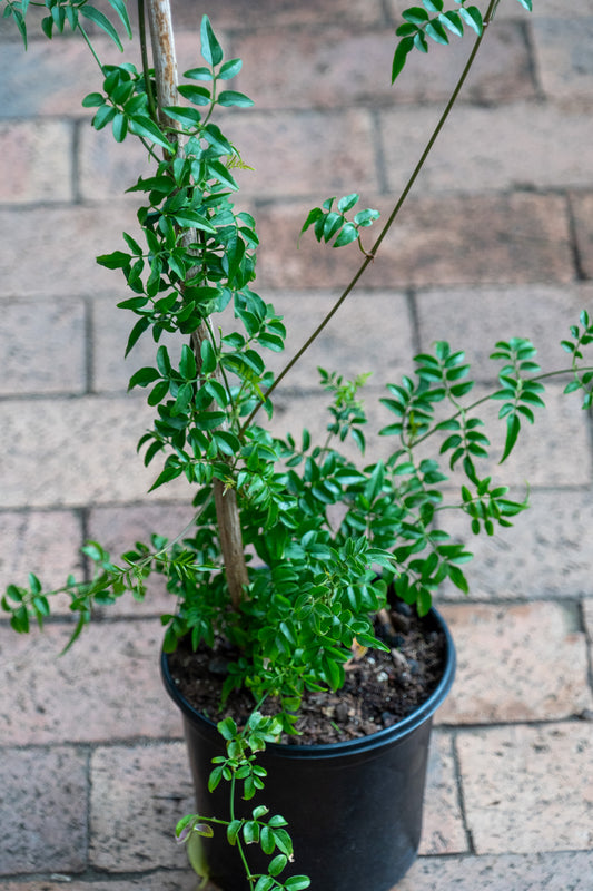 Jasminum polyanthum (Chinese Jasmine) - 17cm