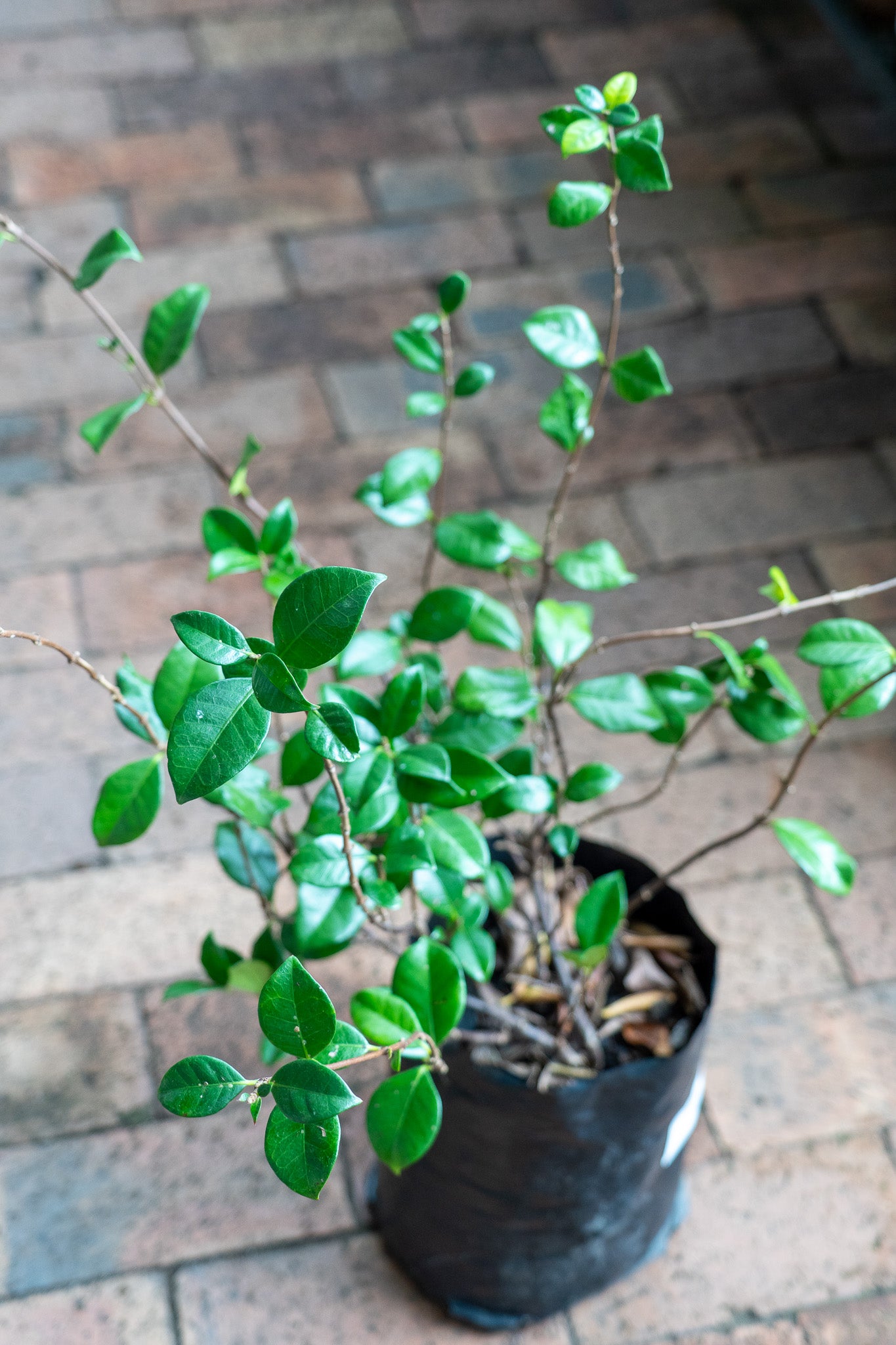 Trachelospermum jasminoides 'Star Jasmin' - 5L