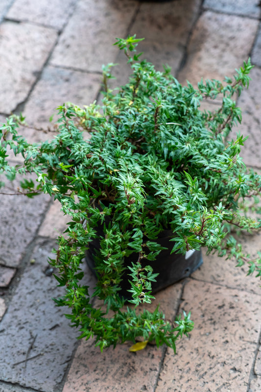 Hedera helix (English Ivy) - 15cm
