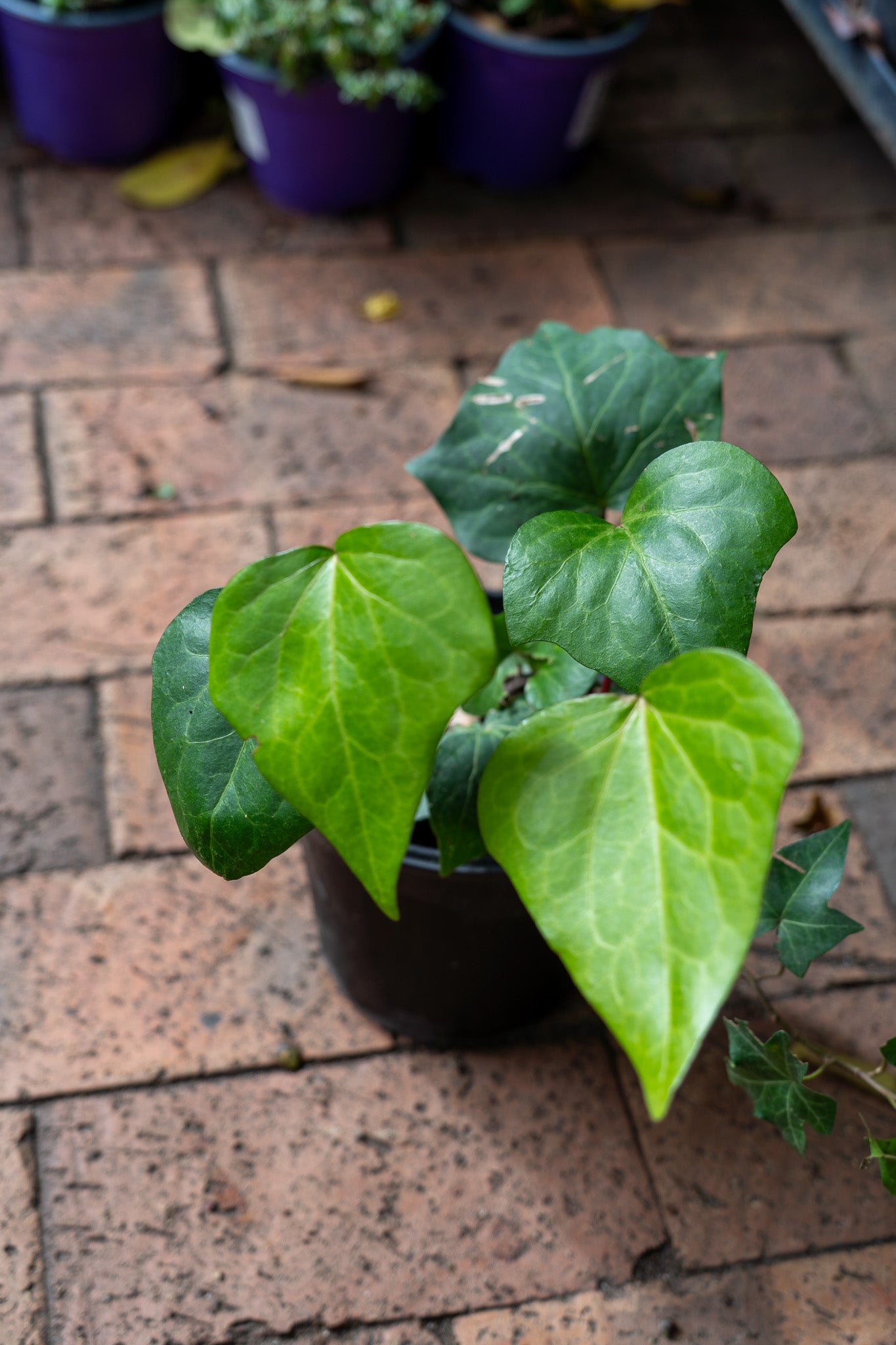 Hedera helix 'Large Leaf' (English Ivy) - 15cm