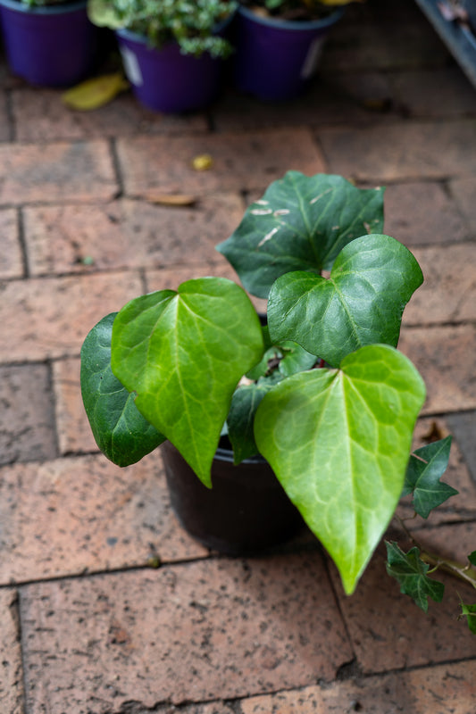 Hedera helix 'Large Leaf' (English Ivy) - 15cm