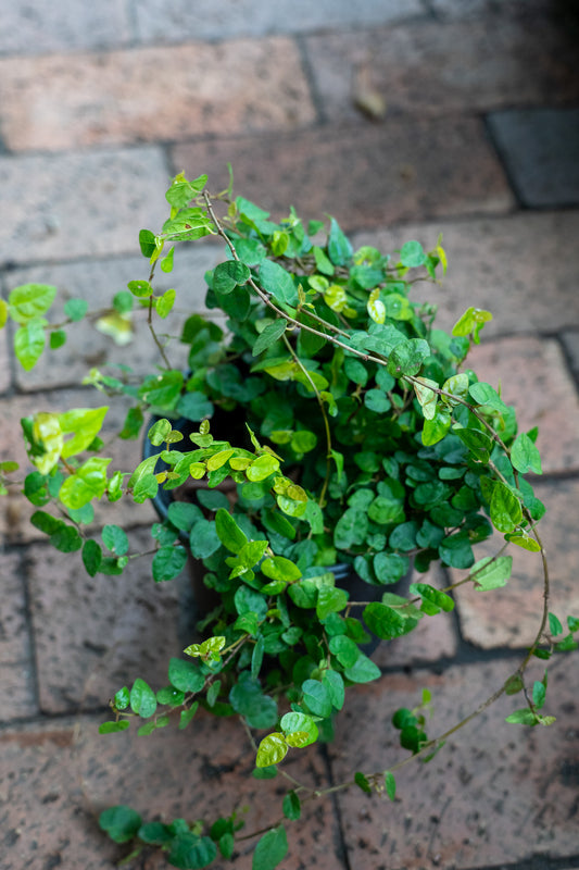 Ficus Pumila (Creeping Fig) - 15cm