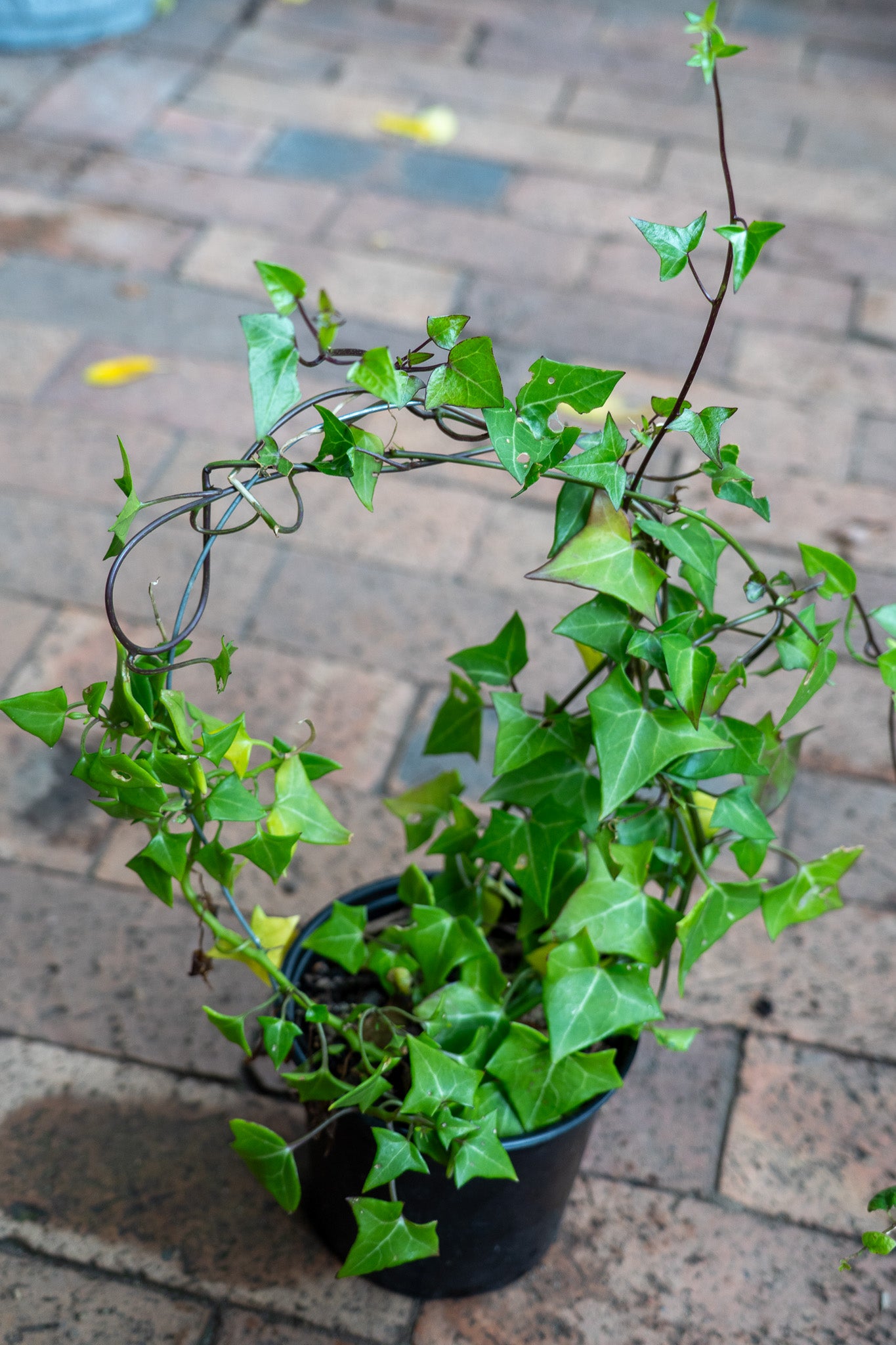 Senecio Macroglossus 15cm