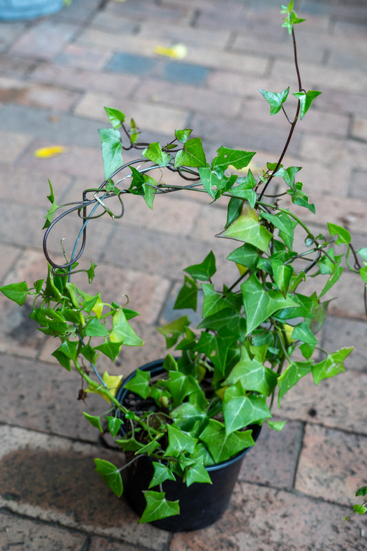 Senecio Macroglossus 15cm