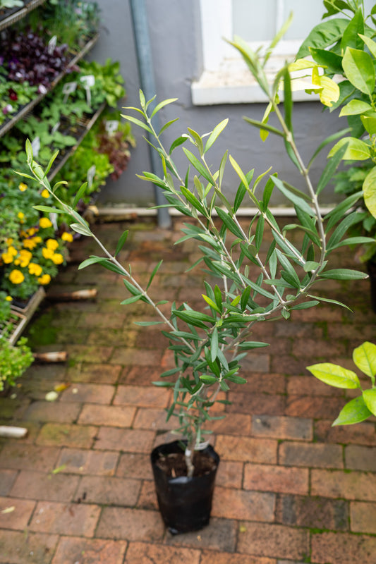 Olive 'Coratina' - 10L