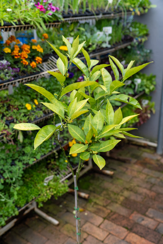 Valencia Delta 6 litre