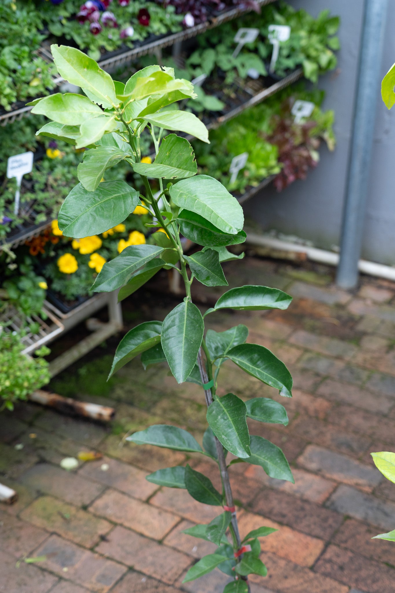 Tarrocco Blood Orange 6L