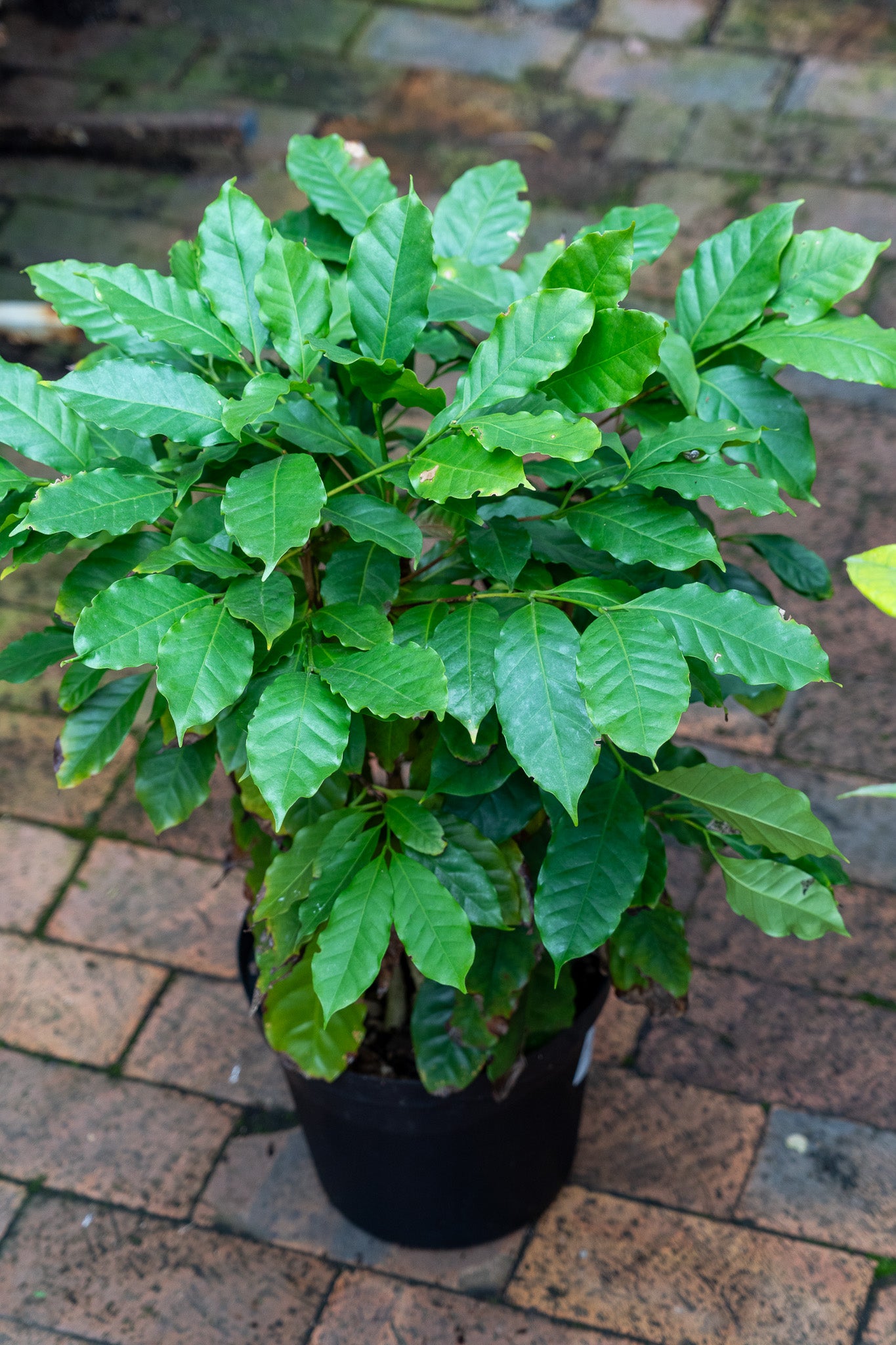 Coffee arabica - 23cm