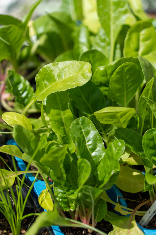 Spinach 'Swiss Chard' - 6pk