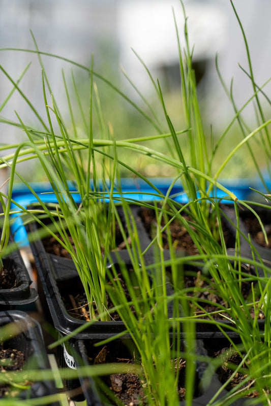 KS Onion Early Texas Grano