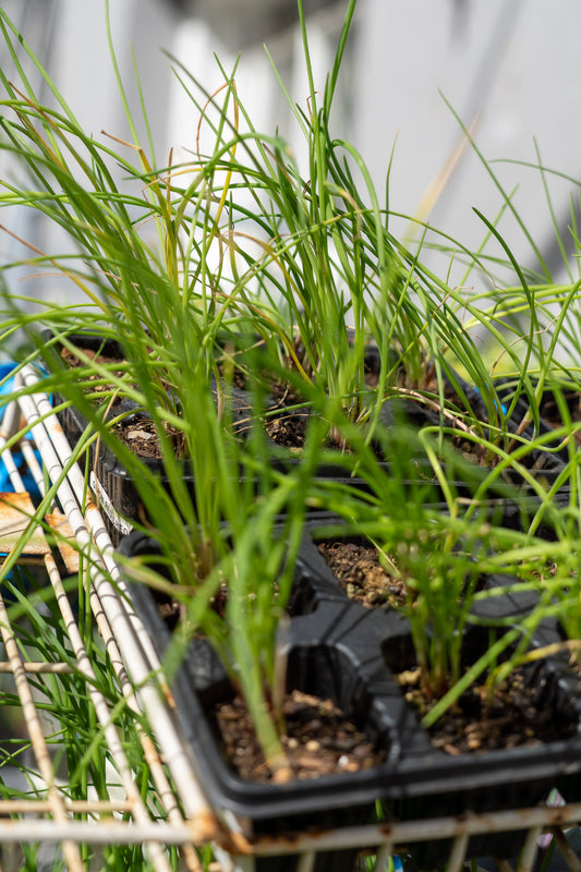 Onion Red Creole 6pk