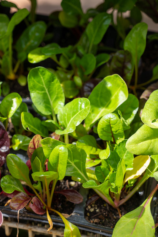 Spinach Bright Light 6pk