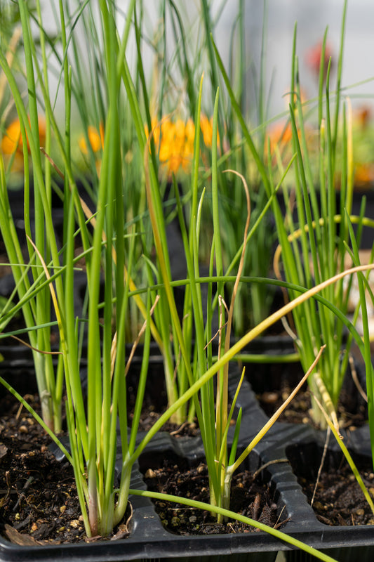 Onion Australian Brown 6pk