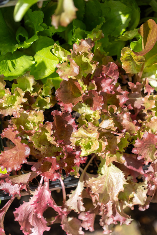 Lettuce 'Mix' - 6pk