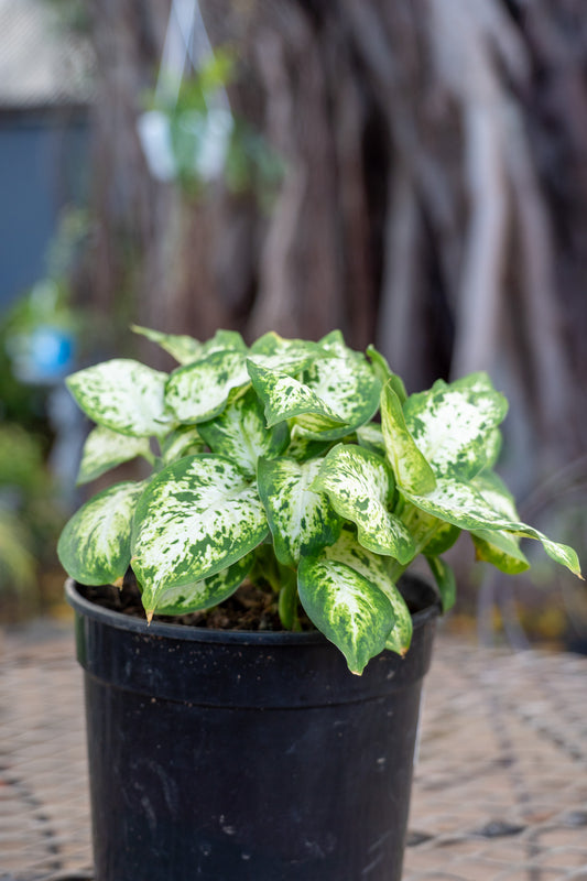 Dieffenbachia compacta 19cm