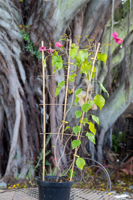 Bougainvillea assorted 19cm
