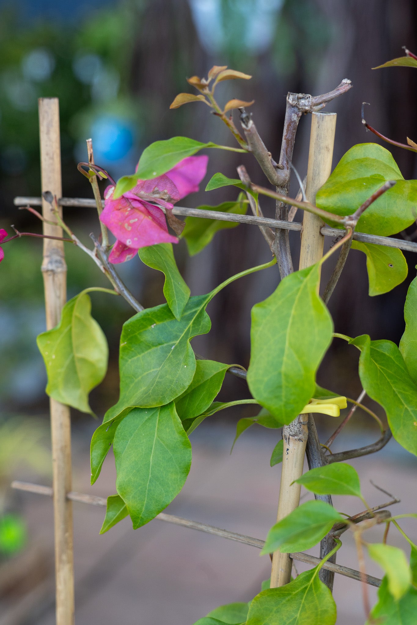 Bougainvillea assorted 19cm