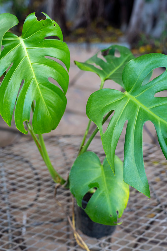 Monstera deliciosa 15cm Delicious Monster