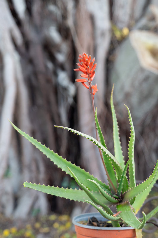 Aloe arborescens - 15/17cm