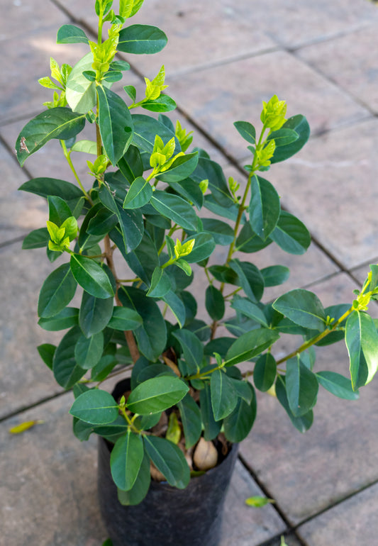 Viburnum sinensis - 10L