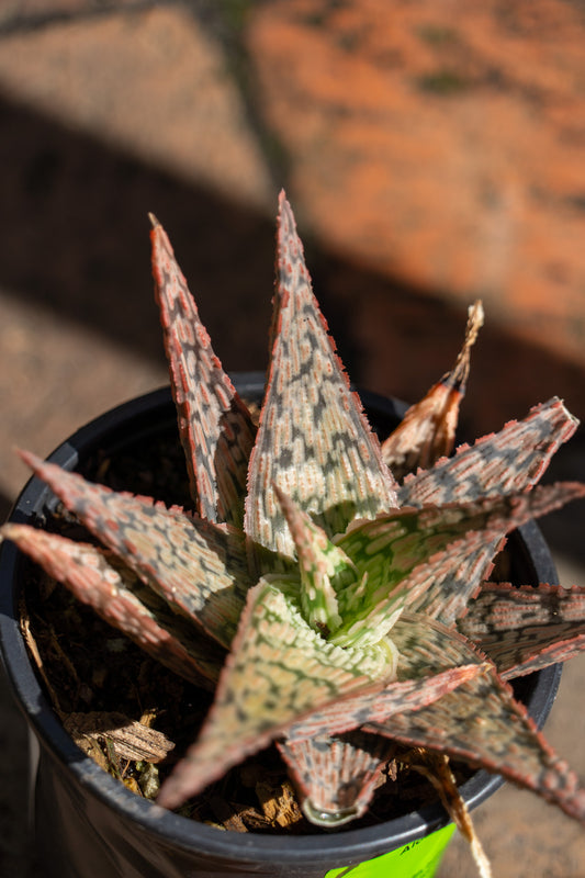 Aloe 'Pink Blush' - 9cm
