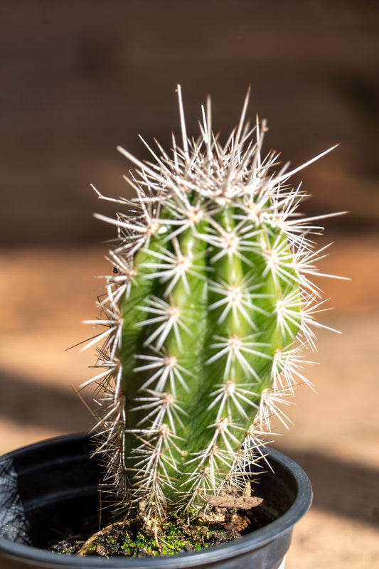 Carnegiea gigantea (Saguaro Cactus) - 9cm