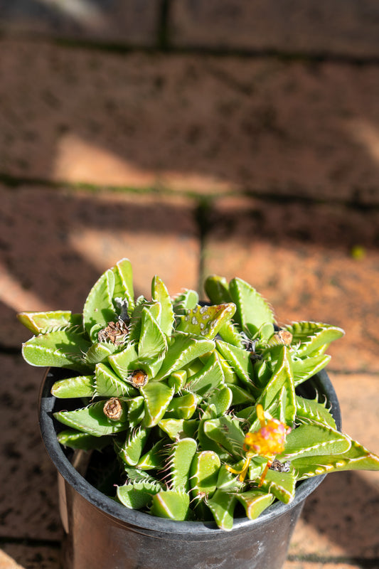 Faucaria tigrina (Tiger's Jaw) - 9cm