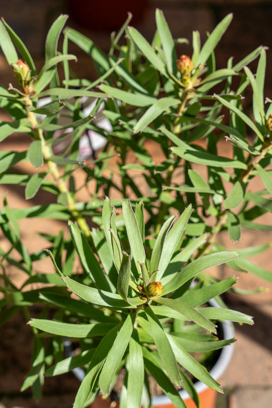 Leucospermum 'Sincere' - 15cm