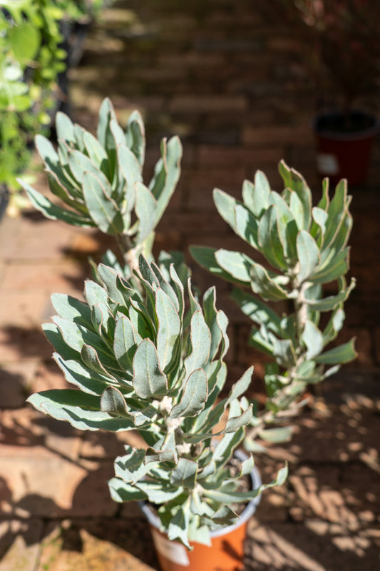 Protea 'Niobe' - 15cm