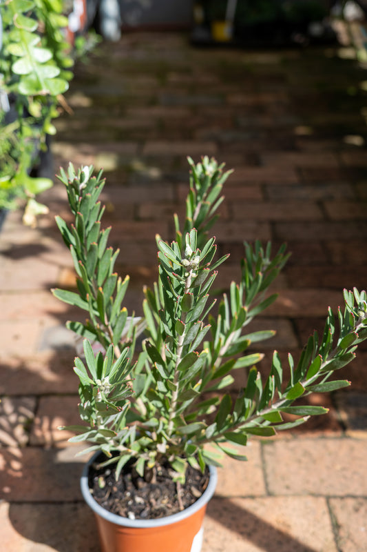Leucospermum 'Phoenix' - 15cm