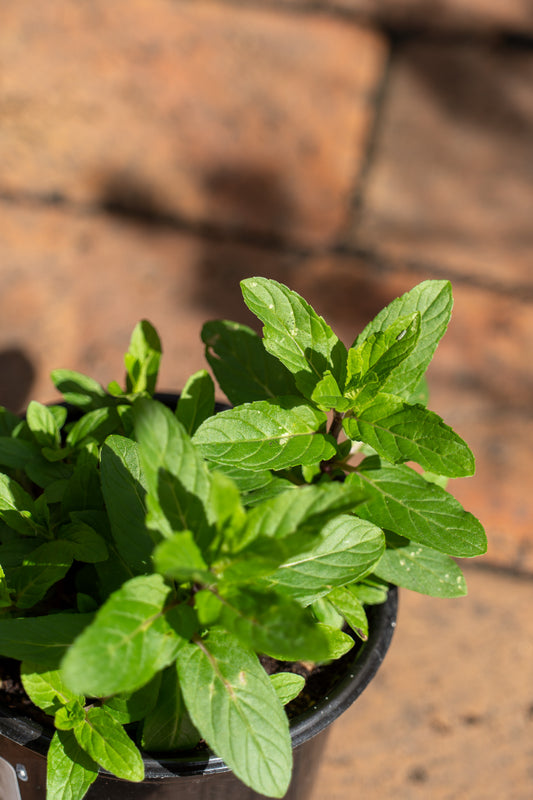 Mint Chocolate 12cm