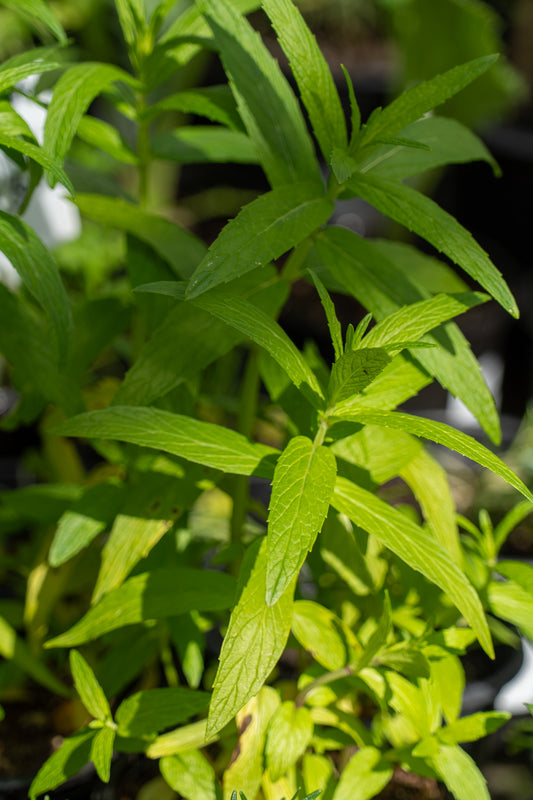 Mint Spearmint 12cm