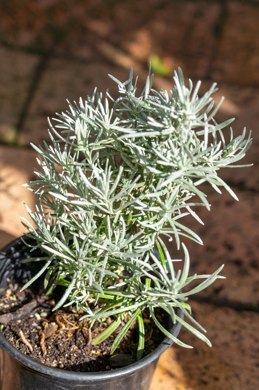 Curry Bush - 12cm