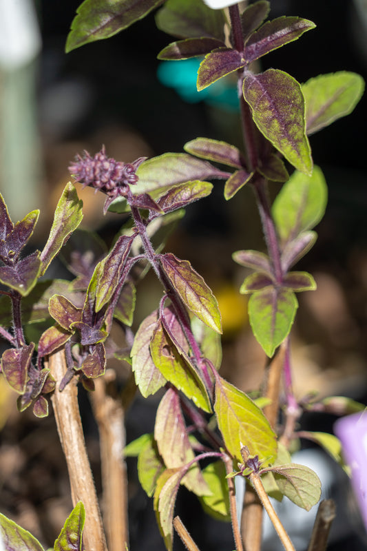 Basil 'Purple' - 20cm