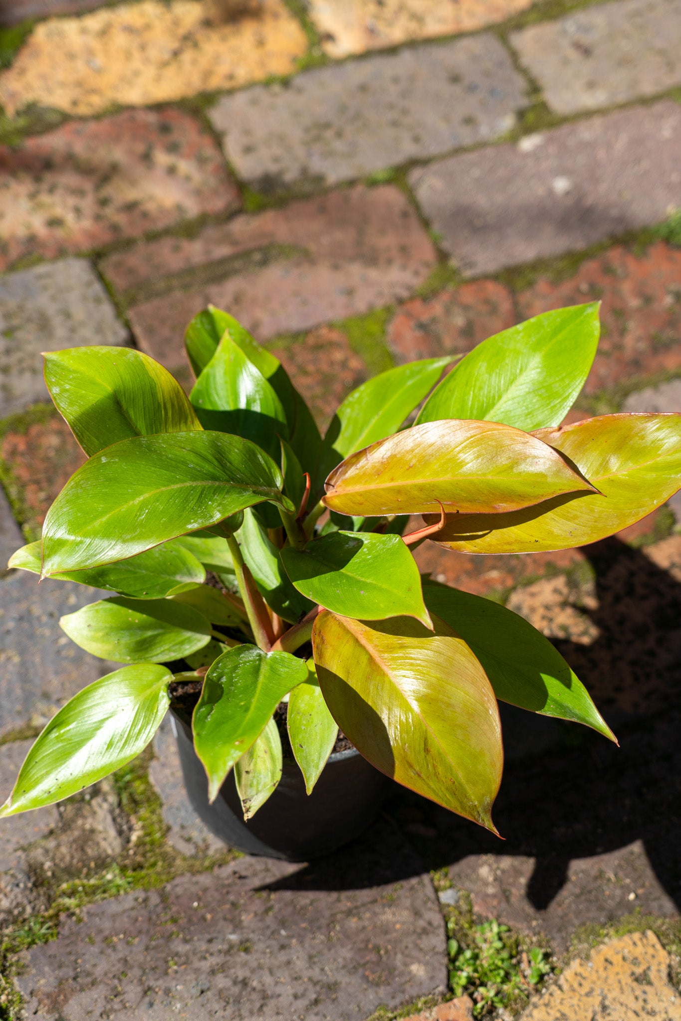 Philodendron 'Prince of Orange' - 14cm