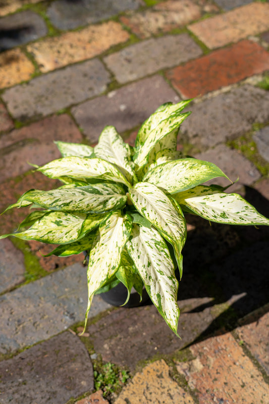 Dieffenbachia 'Starbright' - 14cm