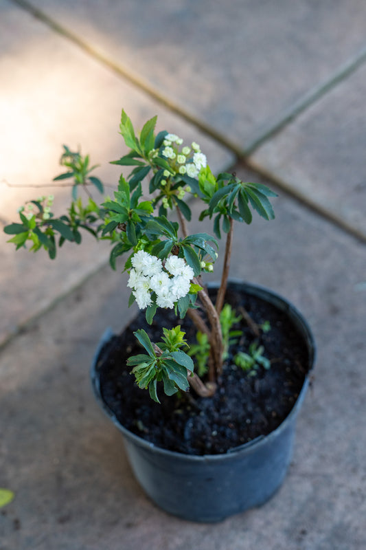 Spiraea cantoniensis 'Double White' (Cape May) - 17cm