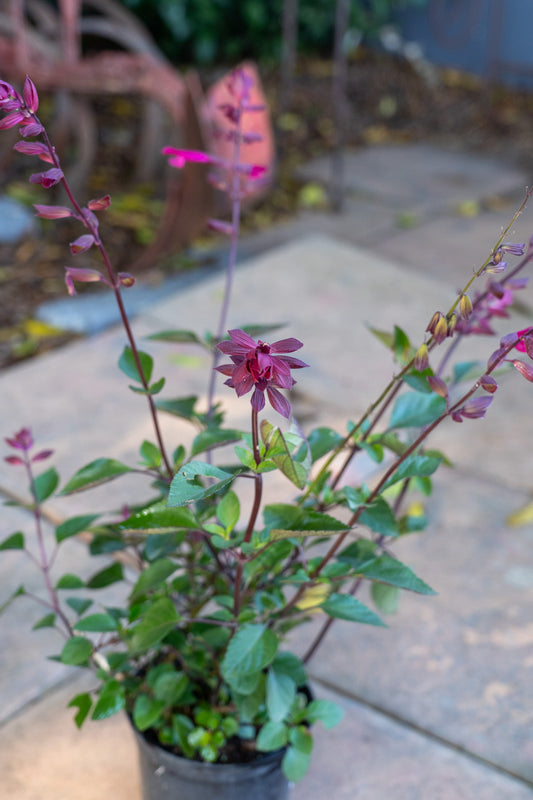Salvia Salmia 'Maroon' - 15cm