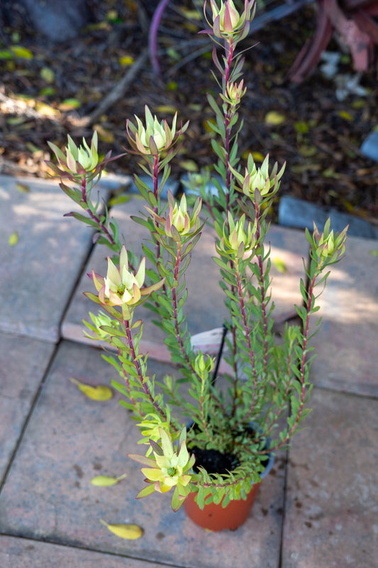 Leucadendron 'Amy' - 15cm
