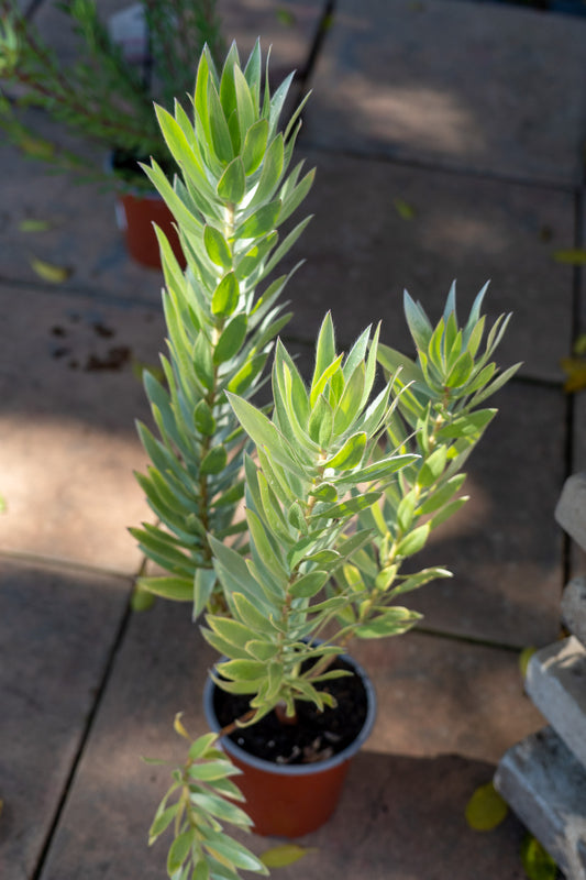 Leucadendron 'Silver Tree' - 15cm