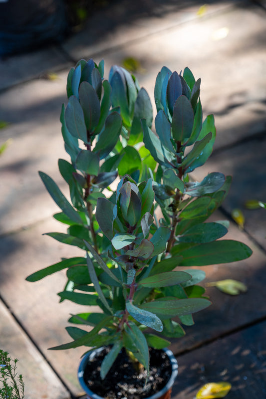 Protea 'Sharonet' - 15cm