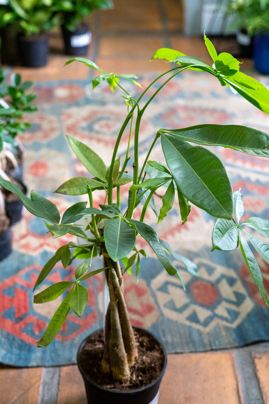 Pachira 35cm