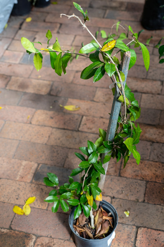 Bignonia capreolata (Cross Vine-Purple) - 19cm