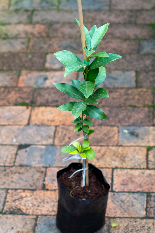 Kumquart - 6L