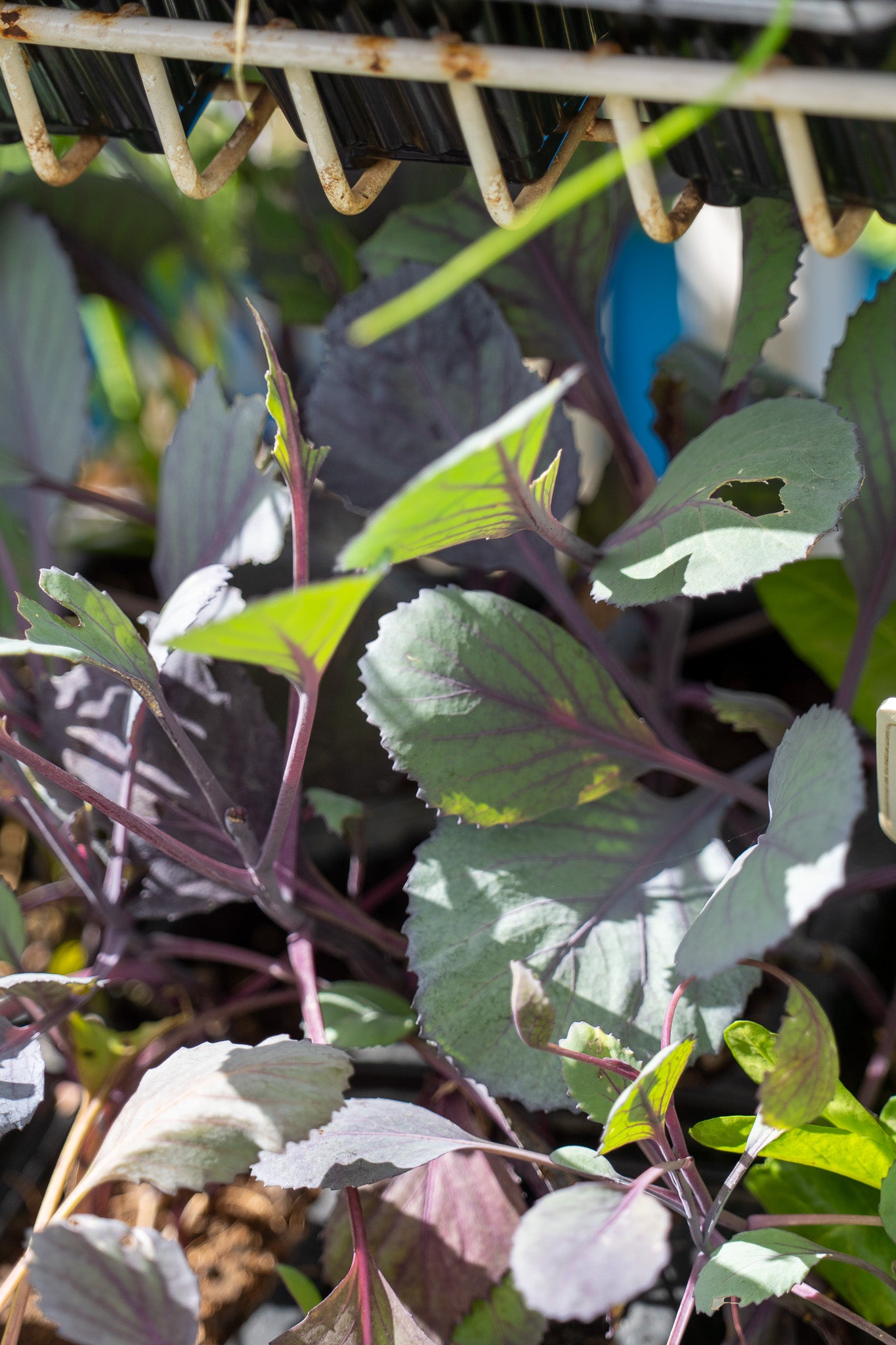 Red cabbage 6pk