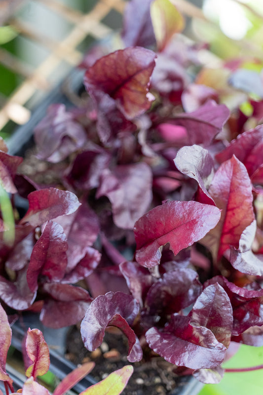 Beetroot - 6pk
