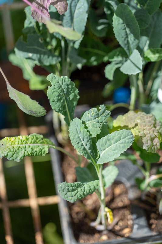 Kale 'Liquorice' - 6pk